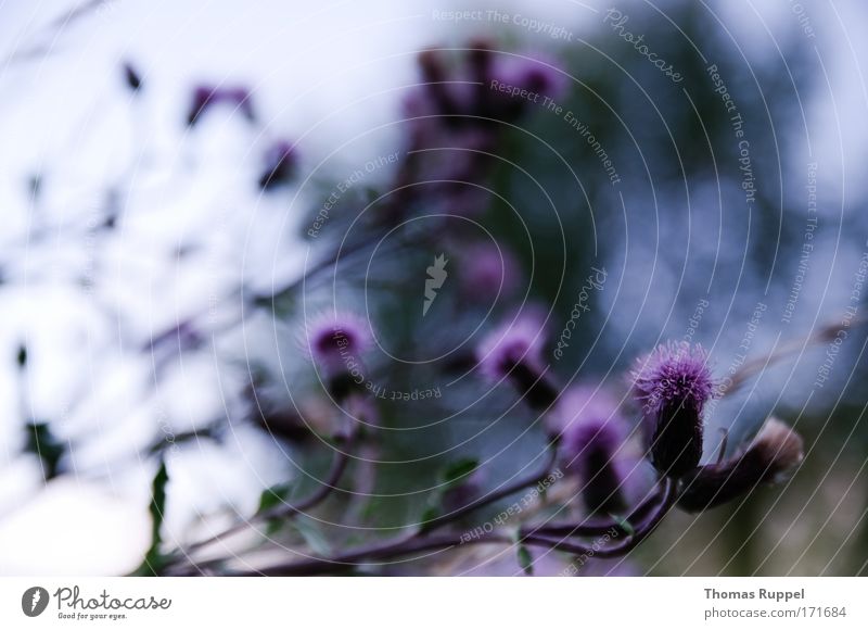 Li-La-Strauch Farbfoto Außenaufnahme Nahaufnahme Menschenleer Textfreiraum oben Abend Froschperspektive Umwelt Natur Landschaft Pflanze Sträucher Blüte