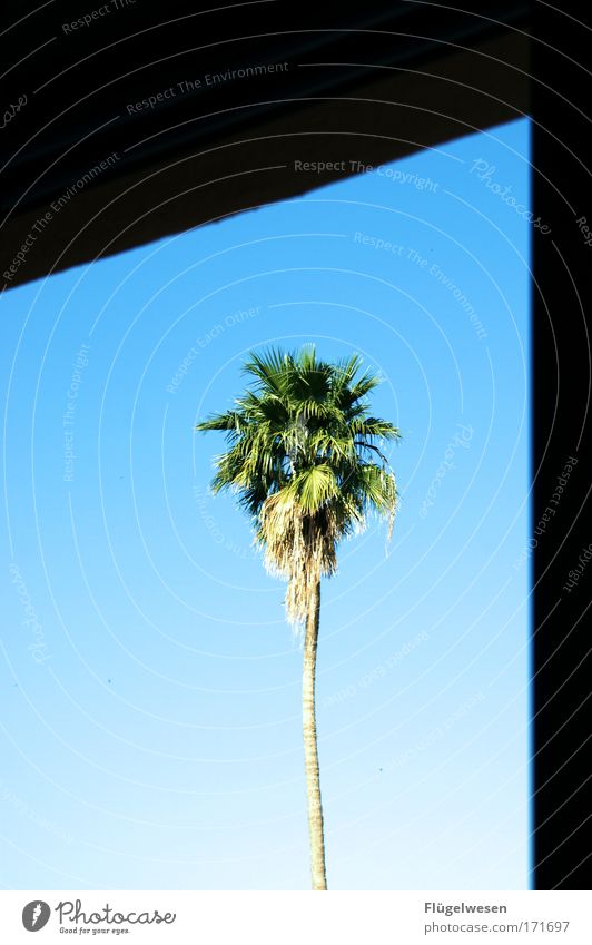 Vor meinem Fenster steht ne Palme! Farbfoto Außenaufnahme Pflanze Baum exotisch Haus Balkon genießen dehydrieren Häusliches Leben Coolness schön einzigartig