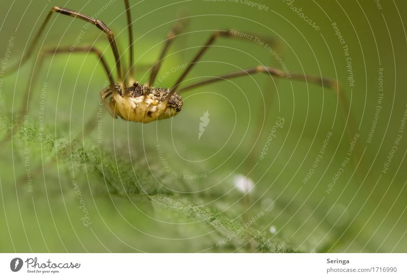 Wie auf Stelzen Pflanze Tier Frühling Sommer Blume Gras Blatt Wildpflanze Garten Park Wiese Wald Wildtier Spinne Tiergesicht 1 hängen krabbeln Weberknecht