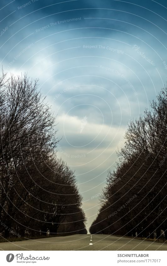 romantische Straße zwischen braunen Bäumen, die den Weg, den Weg zeigen ruhig Abenteuer Natur Himmel Wolken Horizont Frühling Wetter Baum Verkehr Wege & Pfade