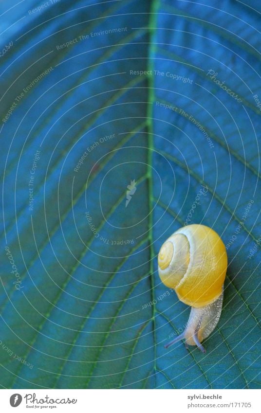 in meinem alter geht es nur noch bergab! Natur Pflanze Tier Sommer Baum Blatt Wildtier Schnecke Bewegung klein schleimig gelb grün Gelassenheit abwärts unten