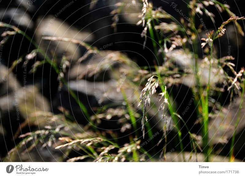 Gräser und Steine Farbfoto Gedeckte Farben Außenaufnahme Nahaufnahme Menschenleer Tag Schatten Schwache Tiefenschärfe Natur Pflanze Sommer Schönes Wetter Gras