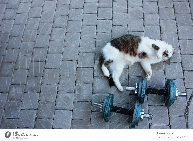 Aufwärmtraining Sportler Hantel Terrasse Pflastersteine Tier Haustier Katze 1 Stein Bewegung liegen warten muskulös Tierliebe Farbfoto Außenaufnahme