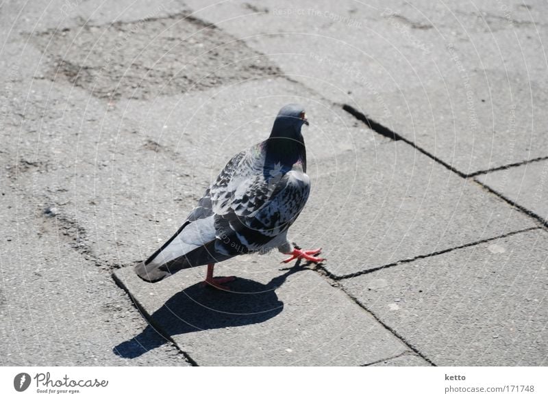 Nur Fliegen ist schöner Farbfoto Außenaufnahme Nahaufnahme Textfreiraum links Textfreiraum rechts Textfreiraum oben Textfreiraum unten Tag Schatten