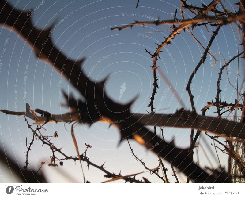 100 Jahre Schlaf Farbfoto Gedeckte Farben Außenaufnahme Menschenleer Abend Unschärfe Froschperspektive nur Himmel Sträucher Dorn Stachel Holz festhalten