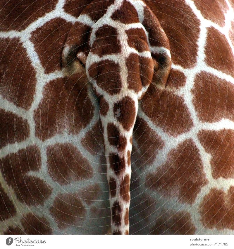 geiler Arsch Farbfoto Außenaufnahme Detailaufnahme Menschenleer Tag Starke Tiefenschärfe Rückansicht Gesäß Tier Wildtier Zoo Giraffe 1 Lust Hinterteil Schwanz