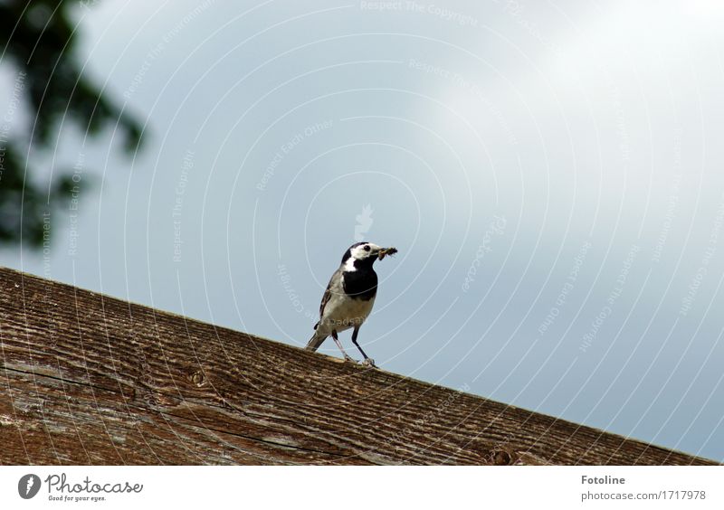 Schnabel voll! Umwelt Natur Pflanze Tier Himmel Wolkenloser Himmel Vogel 1 frei klein nah natürlich schwarz weiß Futter füttern Dachgiebel Holz Holzdach