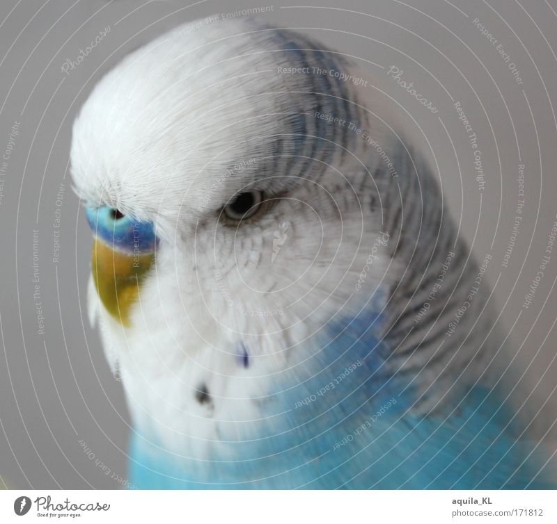 Dodo Farbfoto Innenaufnahme Menschenleer Blick Tier Haustier Wildtier Vogel einzigartig Wellensittich niedlich blau weiß blau-weiß Auge Schnabel Feder klein