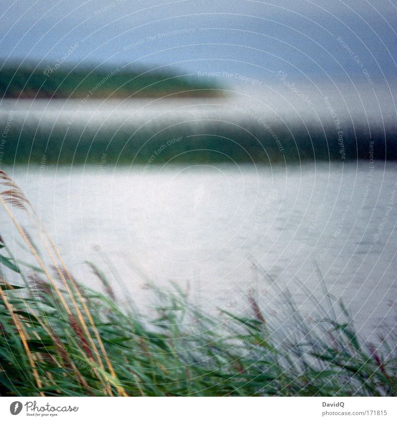 lake Farbfoto Außenaufnahme Tag Dämmerung Unschärfe Umwelt Natur Landschaft Wasser Himmel Pflanze Grünpflanze Schilfrohr Seeufer