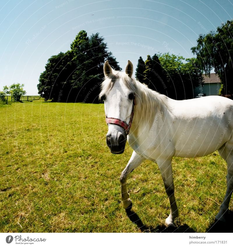 schimmel ich? Farbfoto mehrfarbig Außenaufnahme Textfreiraum links Textfreiraum oben Textfreiraum unten Tag Kontrast Starke Tiefenschärfe Tierporträt Blick