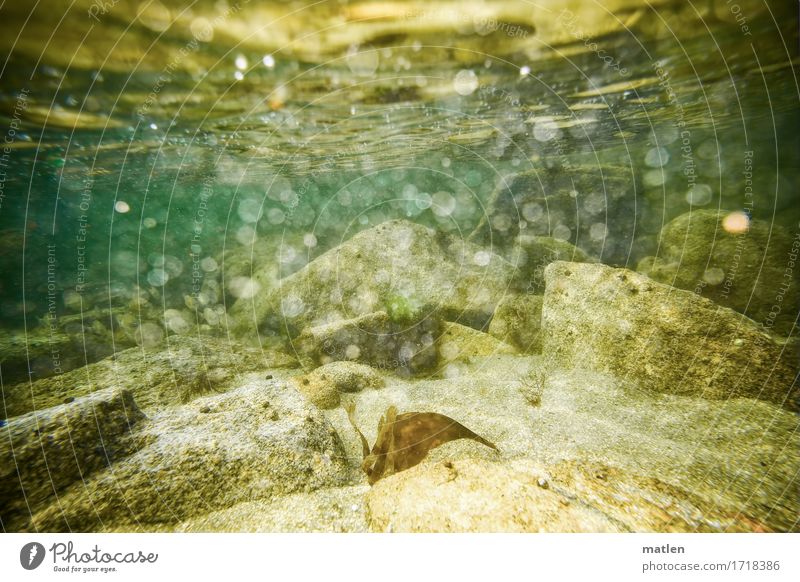 abgetaucht Umwelt Natur Landschaft Wasser Sommer Felsen Meer natürlich braun gelb grau grün Brandung sprudelnd Luftblase Farbfoto Außenaufnahme