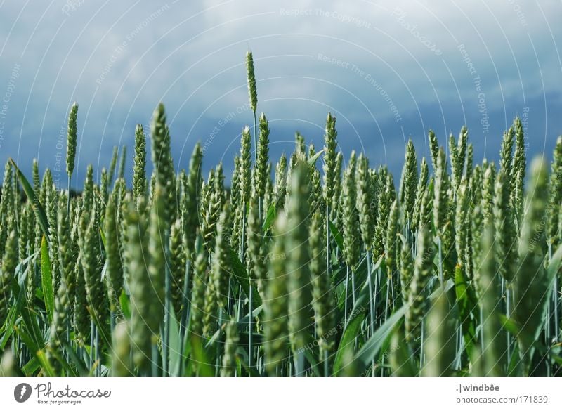 Grün vor Blau Farbfoto Außenaufnahme Menschenleer Tag Zentralperspektive Totale Umwelt Natur Frühling Pflanze Feld Wachstum frisch Gesundheit Unendlichkeit blau