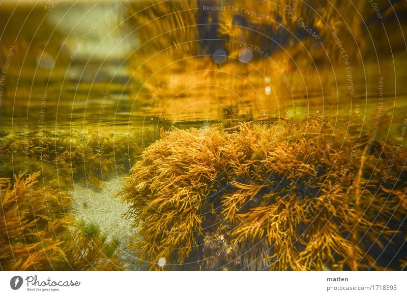 Wasserspiegel Natur Landschaft Pflanze Sommer kalt braun gelb grau Algen Sand Farbfoto Gedeckte Farben Außenaufnahme Unterwasseraufnahme abstrakt Muster