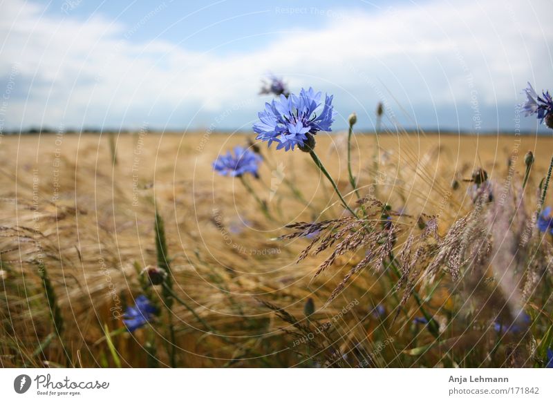 Kornblume mit Feld Farbfoto Außenaufnahme Tag Zentralperspektive Landschaft Himmel Sommer Schönes Wetter Pflanze Blume Blüte Nutzpflanze Weizen Gräser Kornfeld