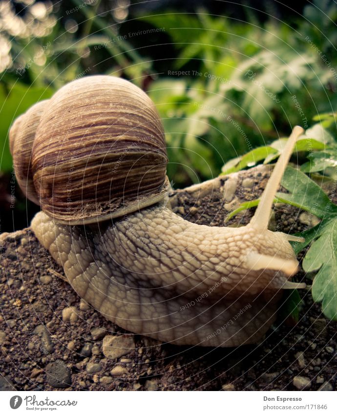 Downhill! Farbfoto Außenaufnahme Detailaufnahme Makroaufnahme Menschenleer Textfreiraum rechts Textfreiraum oben Umwelt Natur Erde Pflanze Schnecke 1 Tier