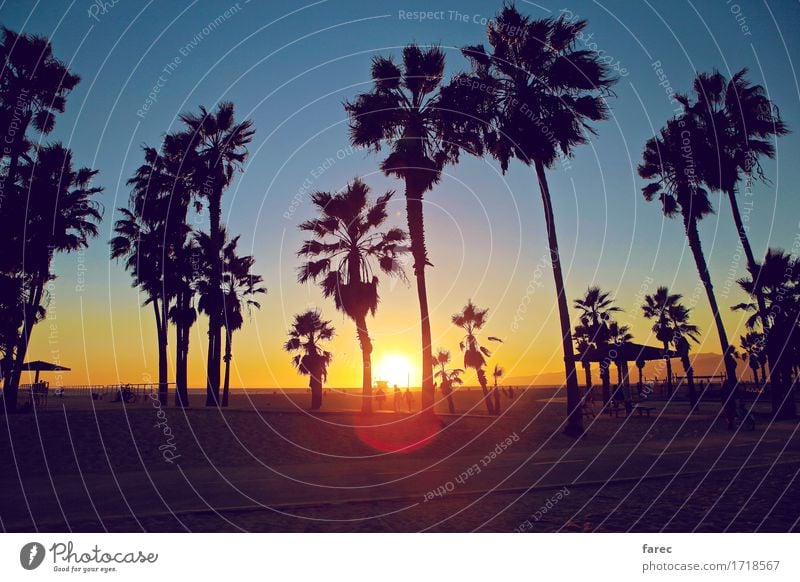 Venice Beach sunset Umwelt Sand Wasser Wolkenloser Himmel Sonnenlicht Sommer Schönes Wetter Pflanze Baum exotisch Park Strand Meer Pazifikstrand Erholung