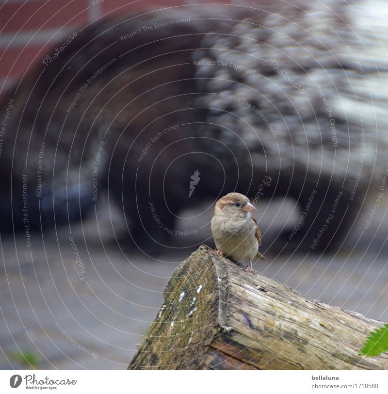 Spatz mit feiner Holznote an Stachelschwein Tier Wildtier Vogel Zoo 2 Fressen sitzen frech frei Zusammensein klein nah natürlich niedlich Spitze stachelig