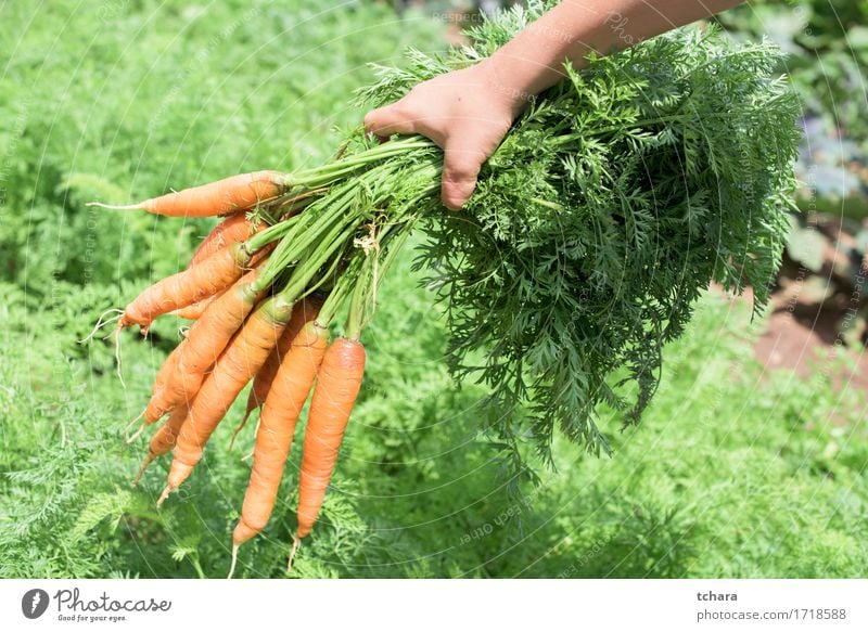 Möhren Gemüse Vegetarische Ernährung Sommer Garten Gartenarbeit Mensch Hand Natur Pflanze Erde Blatt frisch natürlich Sauberkeit grün Halt Haufen organisch