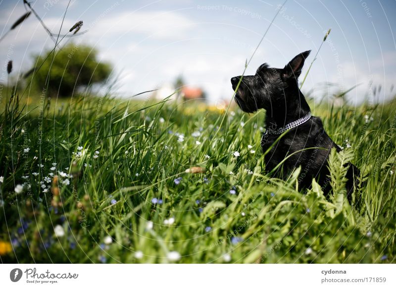 Ökohund Farbfoto Außenaufnahme Nahaufnahme Detailaufnahme Menschenleer Textfreiraum links Textfreiraum oben Textfreiraum unten Tag Schatten Kontrast Sonnenlicht