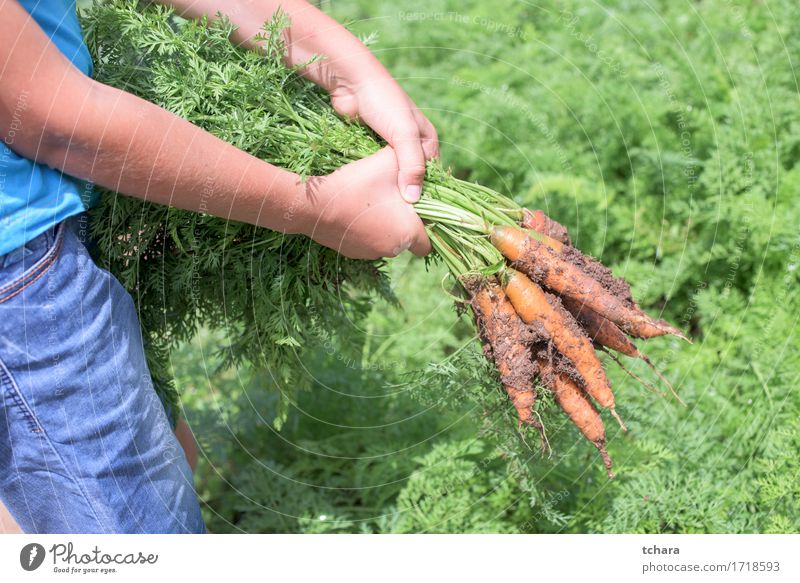 Möhren Gemüse Vegetarische Ernährung Garten Gartenarbeit Mensch Hand Natur Pflanze Blatt dreckig frisch natürlich Halt Haufen organisch Lebensmittel Gesundheit