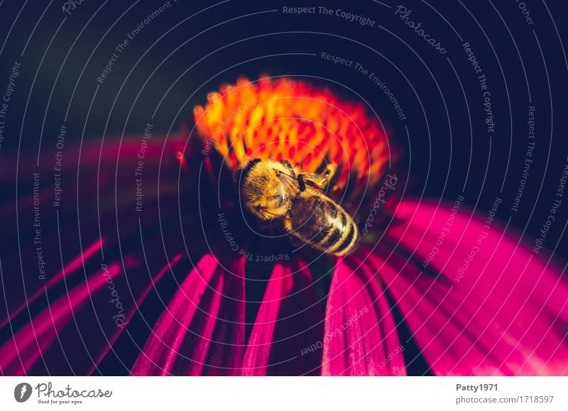 Pollensammlerin Pflanze Blume Blüte Sonnenhut Roter Sonnenhut Tier Nutztier Biene 1 Arbeit & Erwerbstätigkeit Fressen krabbeln gelb violett orange fleißig