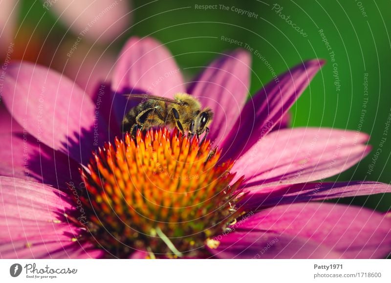 Biene Pflanze Blüte Sonnenhut Roter Sonnenhut Tier Nutztier 1 Arbeit & Erwerbstätigkeit Fressen gelb violett orange fleißig Ausdauer nachhaltig Natur Farbfoto