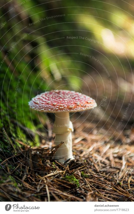 lecker lecker Freizeit & Hobby Natur Pflanze Herbst Wildpflanze Pilz Fliegenpilz Wald entdecken wandern grün rot bedrohlich Farbfoto Außenaufnahme Makroaufnahme