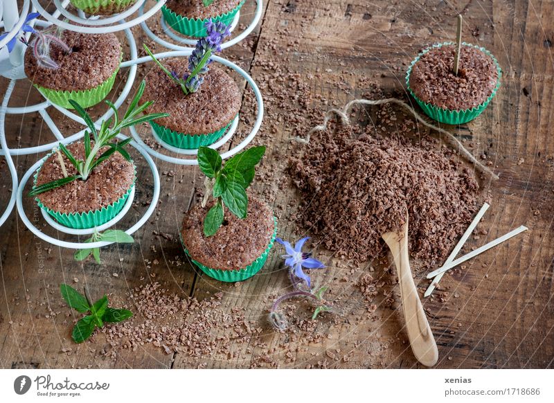 Kuchen mit Kräuter in Muffinförmchen wie in der Gärtnerei angeordnet Schokoladenkuchen Lebensmittel Teigwaren Backwaren Süßwaren Kräuter & Gewürze Zucker