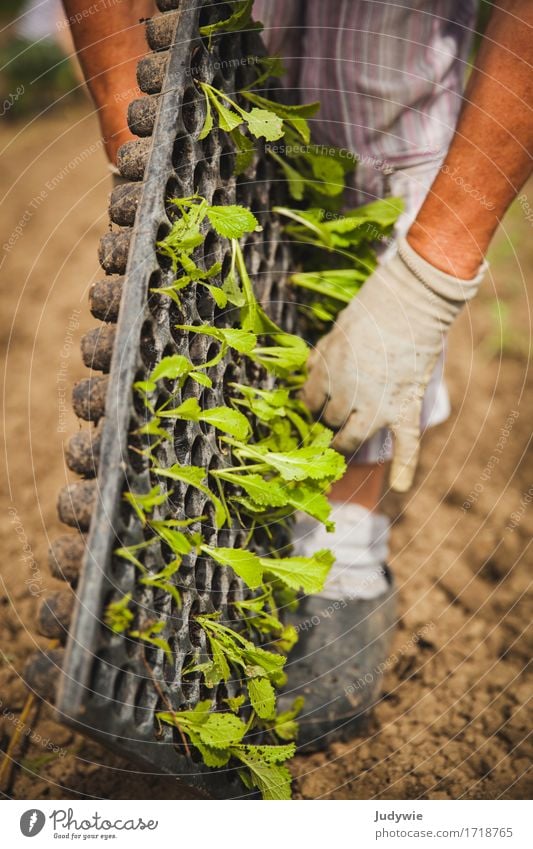 Ab in die Erde Gemüse Salat Salatbeilage Freizeit & Hobby Sommer Gartenarbeit Gärtner Landwirtschaft Forstwirtschaft Mensch Weiblicher Senior Frau Hand