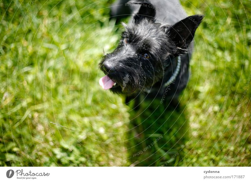 Hundeblick Farbfoto Außenaufnahme Nahaufnahme Detailaufnahme Strukturen & Formen Textfreiraum links Textfreiraum unten Tag Schatten Kontrast Sonnenlicht