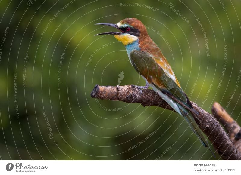 Bienenfresser (Merops apiaster) Natur Tier Wildtier Vogel 1 exotisch verrückt blau braun mehrfarbig gelb grün Schnabel Farbfoto Tierporträt