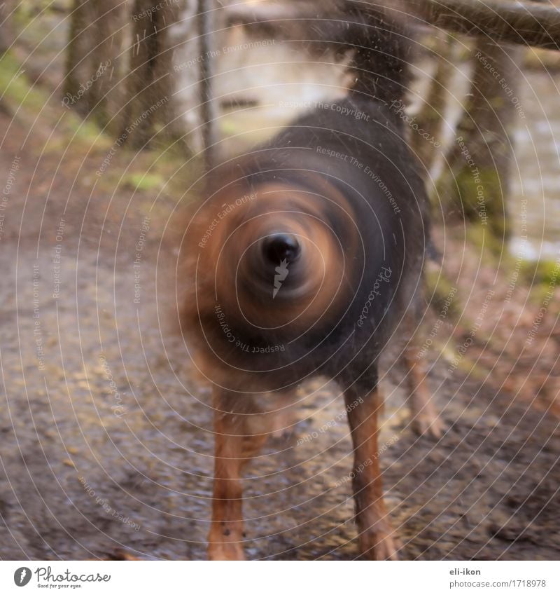 Hund-Nase-Propeller Tier Haustier 1 Schwimmen & Baden Bewegung natürlich niedlich sportlich Wärme braun Warmherzigkeit Tierliebe Leben schütteln Fell