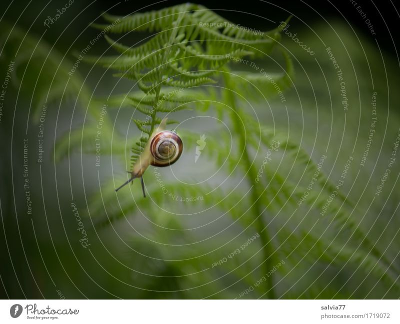 Orientierung | falsche Richtung Natur Pflanze Tier Farn Blatt Wildpflanze Garten Wald Wildtier Schnecke Fühler Hainbänderschnecke hängen unten grau grün achtsam