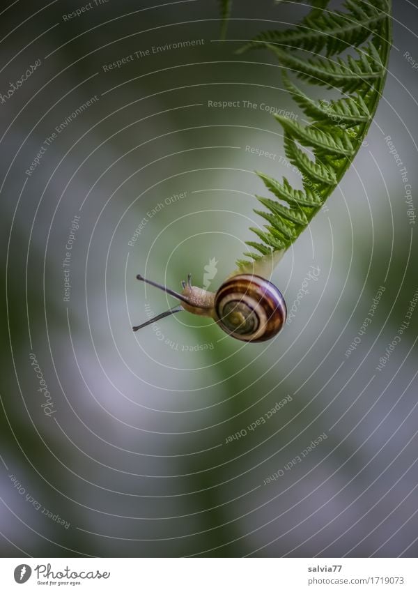 Hänge-Party Umwelt Natur Pflanze Tier Farn Blatt Wildtier Schnecke Fühler Hainbänderschnecke 1 hängen grün weiß Gelassenheit geduldig Ende Mut Vertrauen