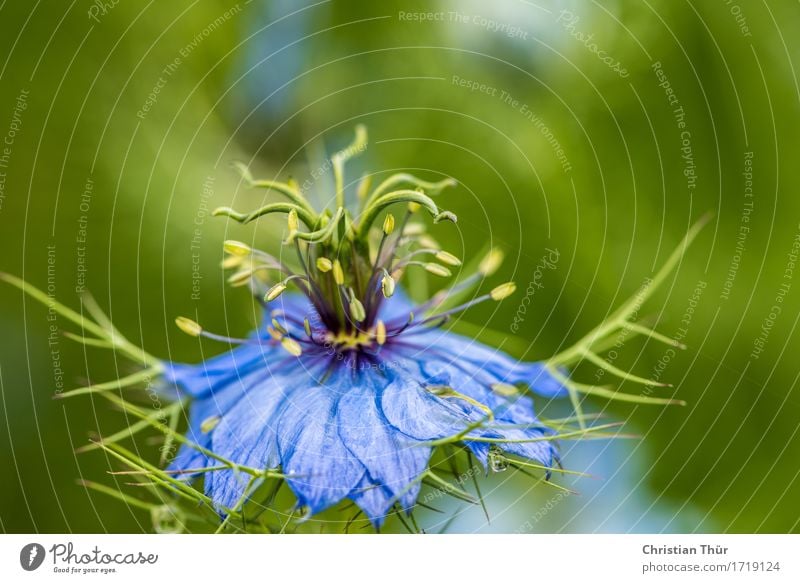 Nigella damascena Nigella damascena Wellness Leben Wohlgefühl Zufriedenheit Sinnesorgane Erholung ruhig Meditation Duft Kur Spa Sommer Umwelt Natur Pflanze Tier