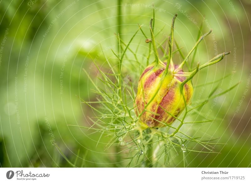 Nigella damascena harmonisch Wohlgefühl Zufriedenheit Sinnesorgane Erholung ruhig Meditation Umwelt Natur Pflanze Tier Schönes Wetter Blume Blüte Grünpflanze