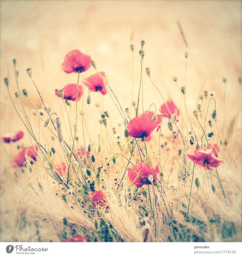 ein sträußchen in ähren! Natur Landschaft Urelemente Sommer Schönes Wetter Blume Feld schön Design Duft Wachstum Roggenfeld Mohnblüte Blumenstrauß Wärme