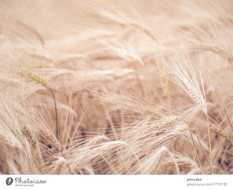 1000 *** seid furchtlos und mehret euch! Getreide Ernährung Natur Sommer viele Roggenfeld Roggenähren Samen Farbfoto Außenaufnahme Strukturen & Formen