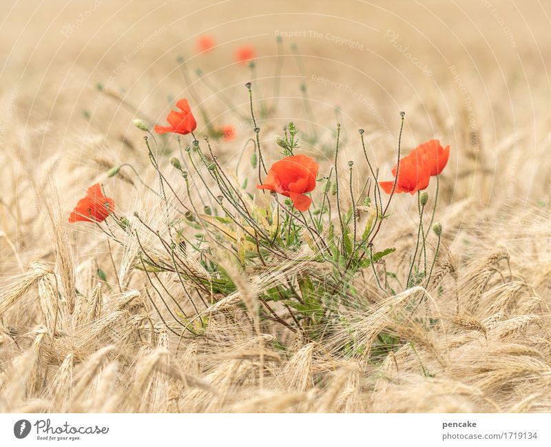 mohntagskinder Natur Landschaft Sommer Schönes Wetter Pflanze Blüte Nutzpflanze Feld authentisch blond Fröhlichkeit heiß schön gelb gold rot Design