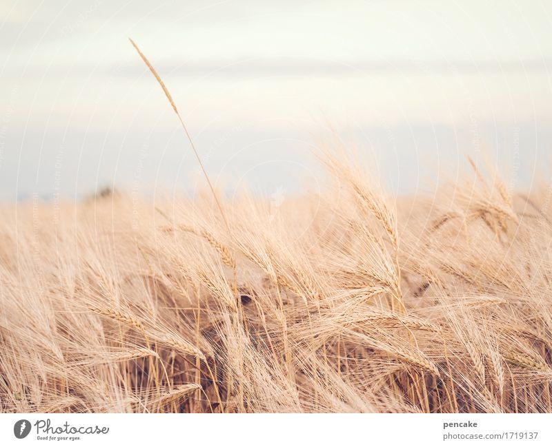 ährenfeld Landschaft Urelemente Himmel Sommer Pflanze Feld frei nachhaltig trocken ästhetisch Design Gelassenheit Klima Leichtigkeit Überleben Roggenähren