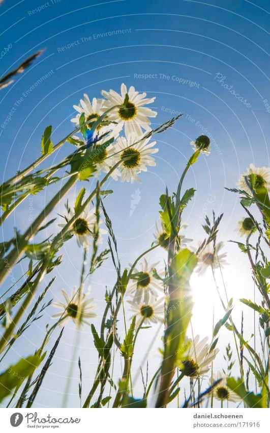 Hochformatsommerwiese Farbfoto Textfreiraum oben Licht Sonnenlicht Sonnenstrahlen Gegenlicht Froschperspektive Natur Pflanze Wolkenloser Himmel Sommer