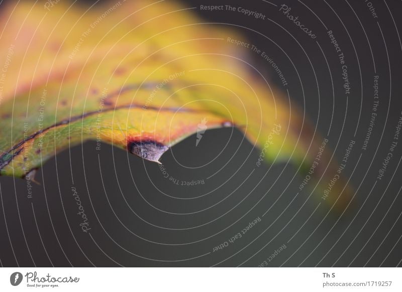 Blatt Natur Pflanze Frühling Sommer Herbst Bewegung Blühend verblüht ästhetisch authentisch einfach elegant natürlich gelb grau grün rot Gelassenheit geduldig