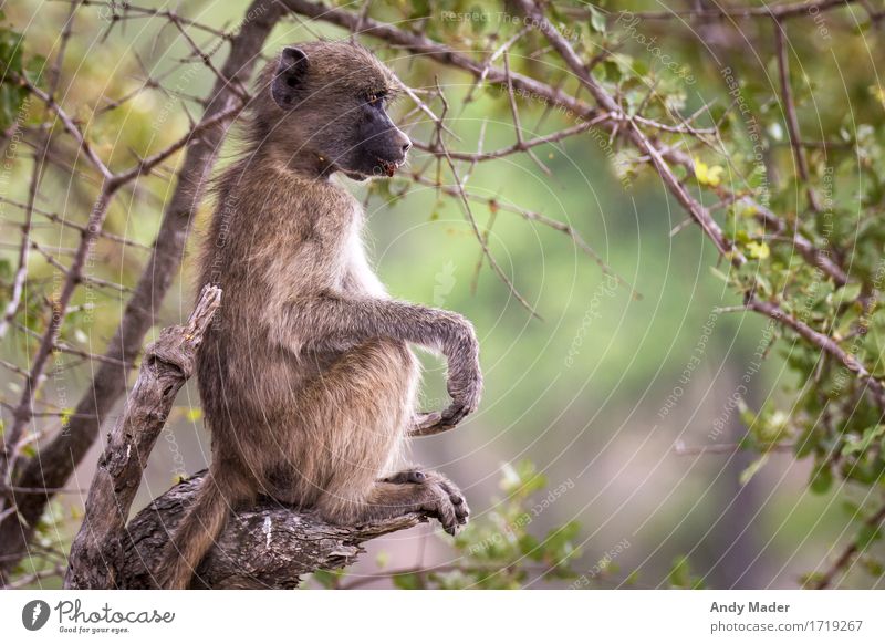 Affe am chillen Natur Tier Wildtier Affen 1 beobachten Erholung genießen sitzen Coolness Farbfoto Detailaufnahme Tag Tierporträt