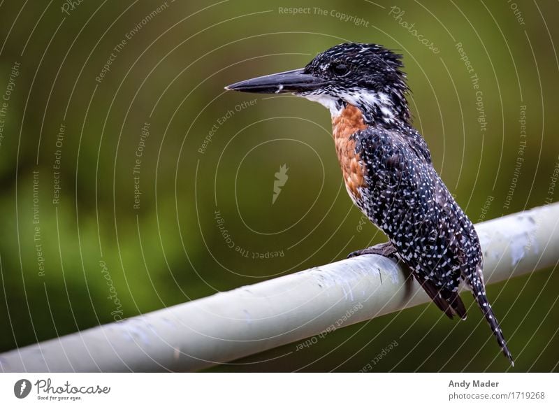 Eisvogel Natur Tier exotisch Wildtier Vogel Eisvögel Giant Kingfisher 1 gigantisch glänzend groß schön braun schwarz weiß Farbfoto Außenaufnahme Nahaufnahme