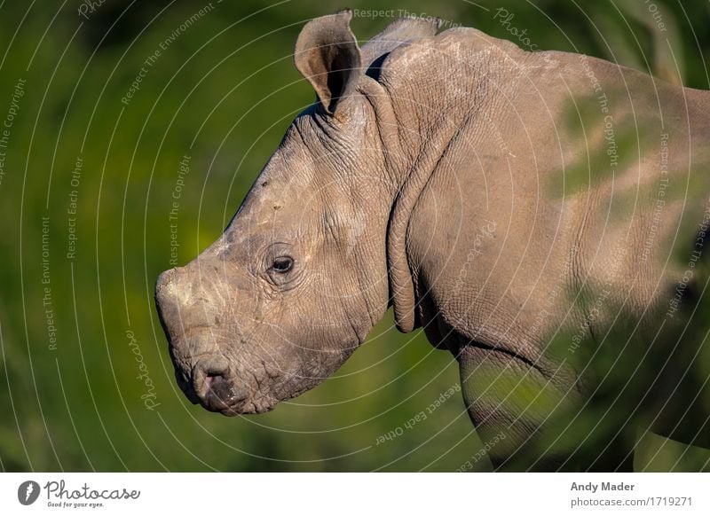 Baby Nashorn Portrait Wildtier 1 Tier Tierjunges außergewöhnlich glänzend klein Neugier niedlich Porträt Horn Farbfoto Nahaufnahme Tag Licht Sonnenlicht