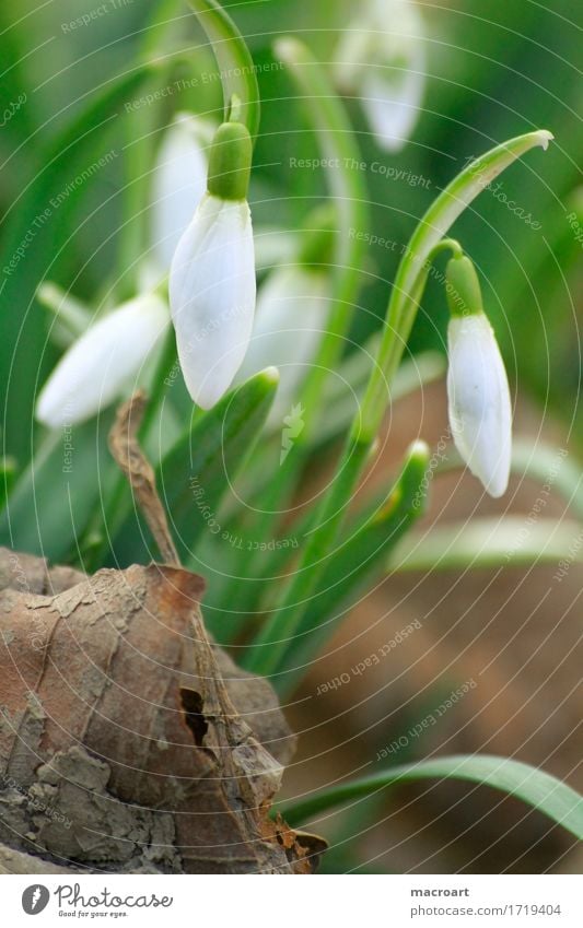 Schneeglöckchen Pflanze flower green growth leaf Makroaufnahme Natur Außenaufnahme petal planen season snowdrop springen sunlight vernal white Winter Blume