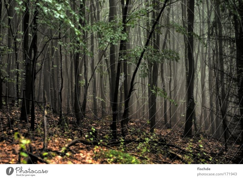 düstere aussichten III Farbfoto Außenaufnahme Menschenleer Ausflug Ferne Berge u. Gebirge Joggen Umwelt Natur Landschaft Pflanze Erde Luft Nebel Baum Moos Park