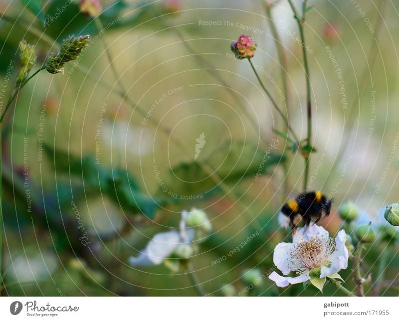 Hummelflug Farbfoto Außenaufnahme Nahaufnahme Menschenleer Tag Bewegungsunschärfe Schwache Tiefenschärfe Umwelt Natur Pflanze Sommer Blume Gras Sträucher