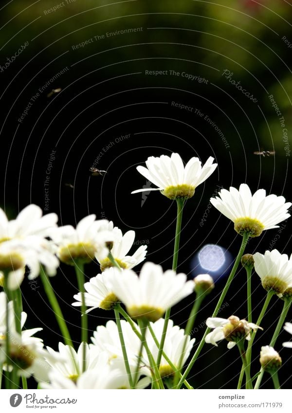 fliegen Farbfoto Außenaufnahme Detailaufnahme Makroaufnahme Umwelt Natur Landschaft Pflanze Sommer Klima Schönes Wetter Blume Gras Fliege 4 Tier grün