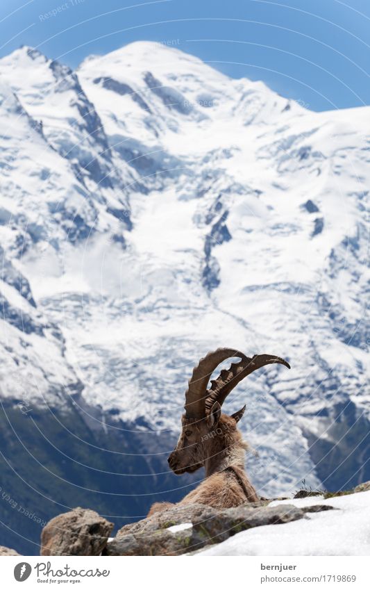 Steinbock Natur Landschaft Sommer Schönes Wetter Berge u. Gebirge Gipfel Schneebedeckte Gipfel Gletscher Wildtier 1 Tier sitzen kalt blau braun weiß